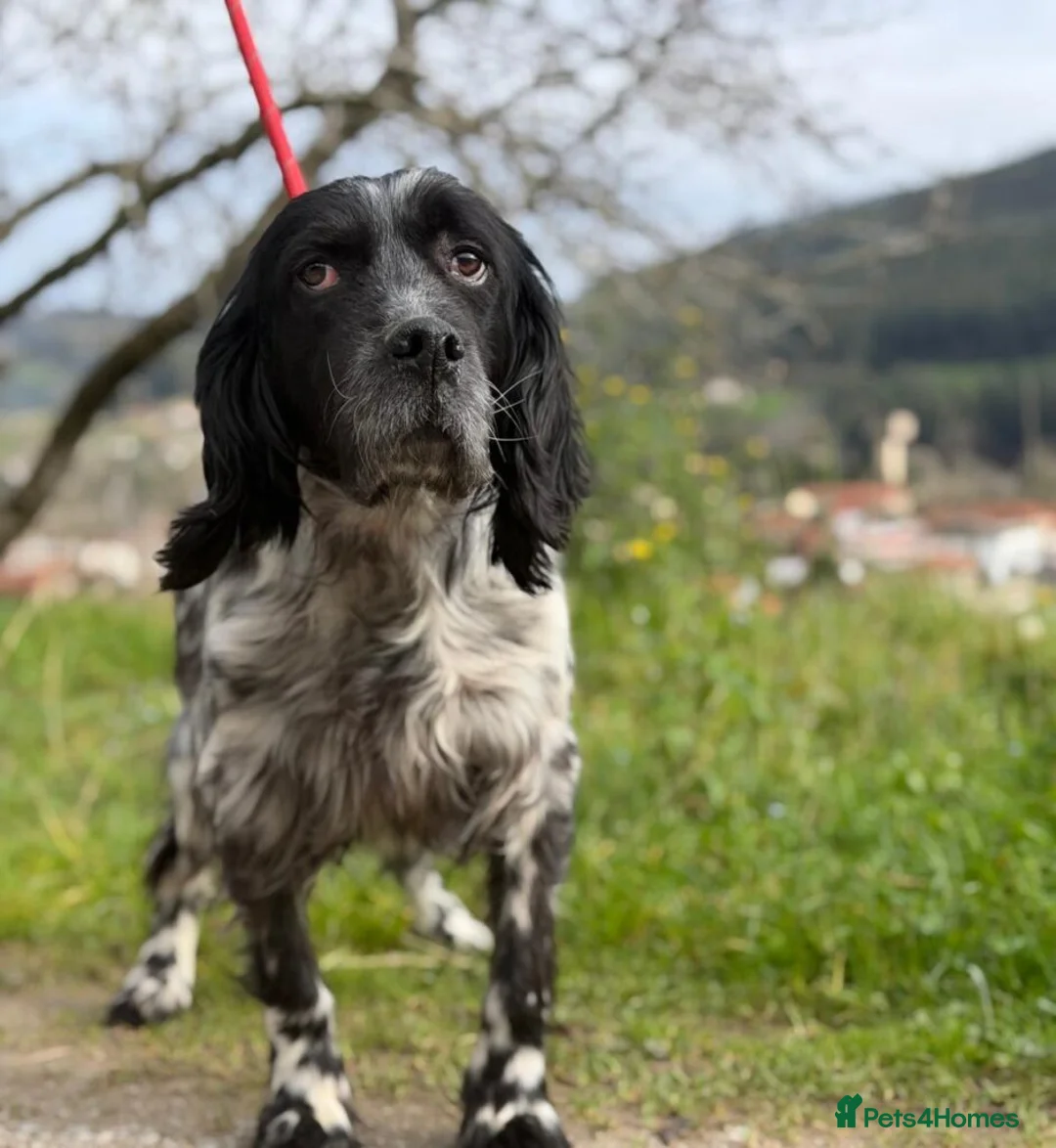 English Setter dogs for adoption: Bixkor - Advert 12
