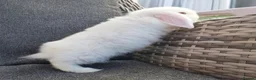 Mini Lop rabbits for sale: Stunning pure mini lop buck  - Advert 3