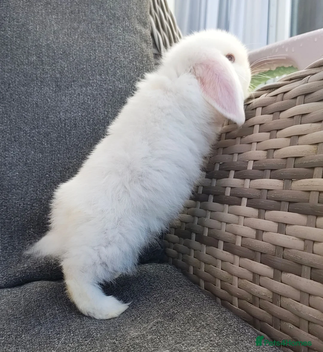 Mini Lop rabbits for sale: Stunning pure mini lop buck  - Advert 3