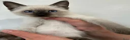 Siamese cats for sale: Blue-Eyed Bundles of Pure Cuteness–Siamese Kittens in Birmingham - Advert 3