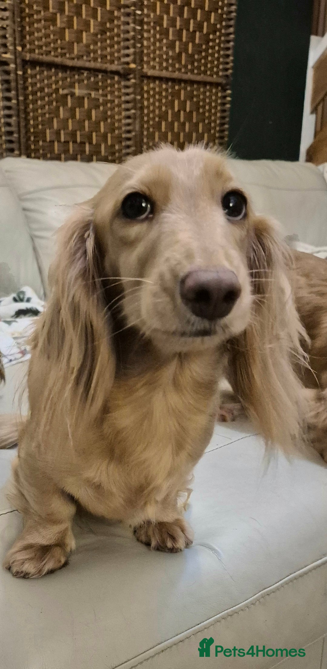 Miniature Dachshund dogs for sale: Miniature dachshund KC reg long haired cream - Advert 1