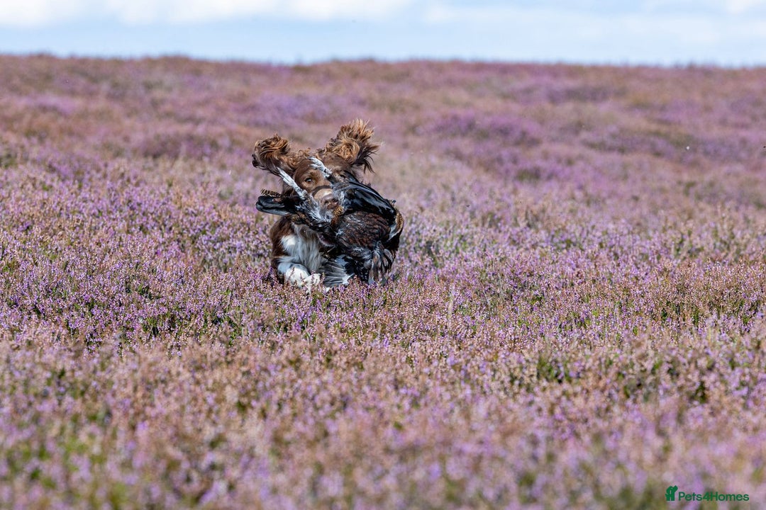 Sprollie dogs for sale: Sprollie  - Advert 24