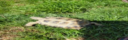 Tortoise reptiles for sale: Male Horsefield tortoise. 5 years old in Teignmouth - Advert 1