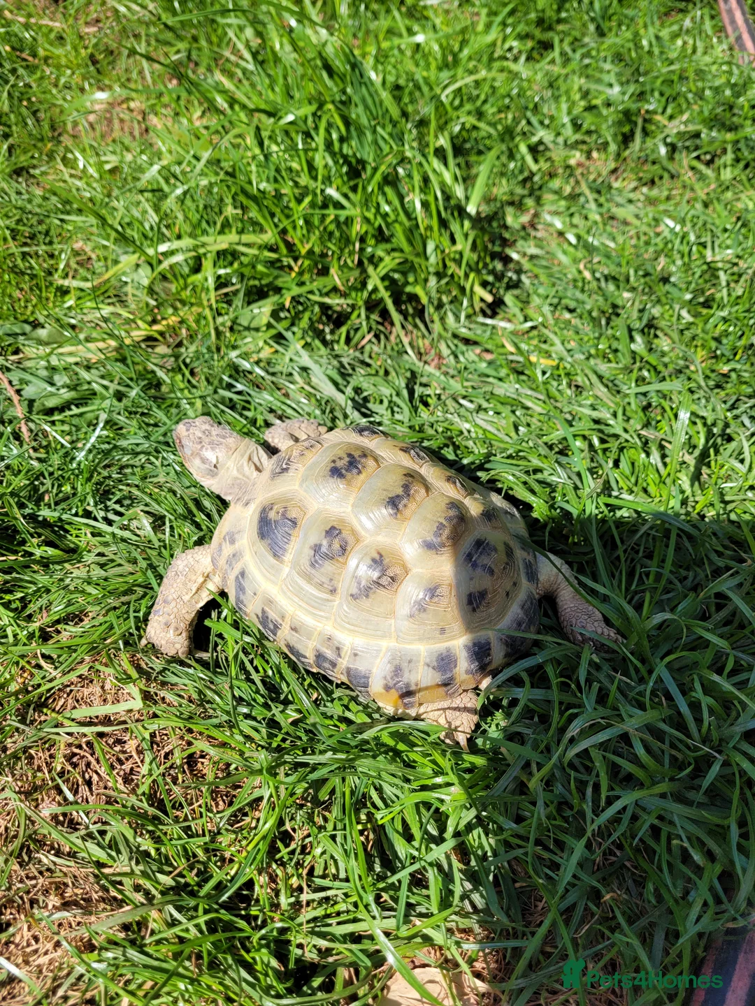 Tortoise reptiles for sale: Male Horsefield tortoise. 5 years old in Teignmouth - Advert 1