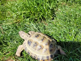 Tortoise reptiles Male Horsefield tortoise. 5 years old - Advert 1