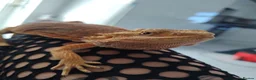 Bearded Dragon reptiles for sale: Bearded dragon  - Advert 4