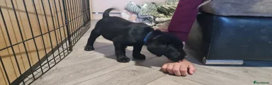 Labrador Retriever Puppy 6