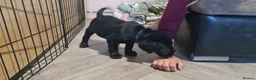 Labrador Retriever dogs for sale: Labrador Puppies *** Last Boy Left Ready to Go*** - Advert 8