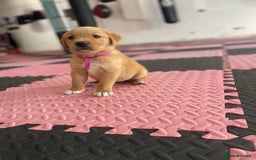 Goldador dogs for sale: Stunning Retriever cross Labrador puppy  - Image 9