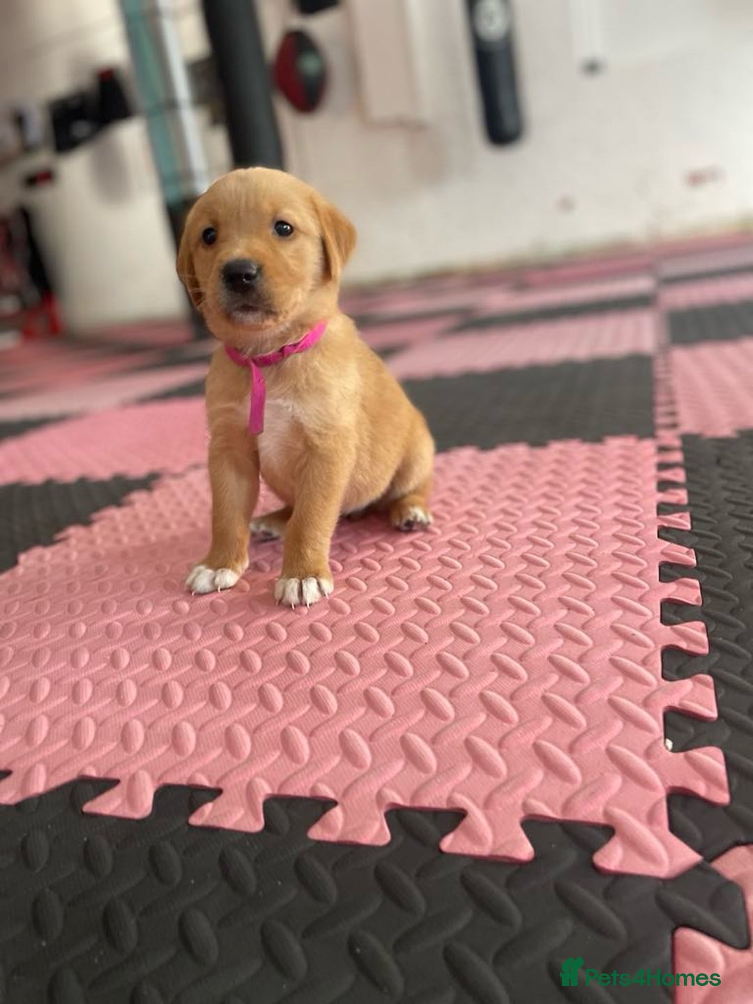 Goldador dogs for sale: Stunning Retriever cross Labrador puppy  - Image 9