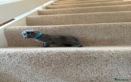 British Shorthair cats for sale: GCCF Bi-colour Blue and white BSH - Image 3
