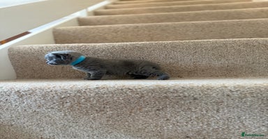 British Shorthair cats - Advert 10