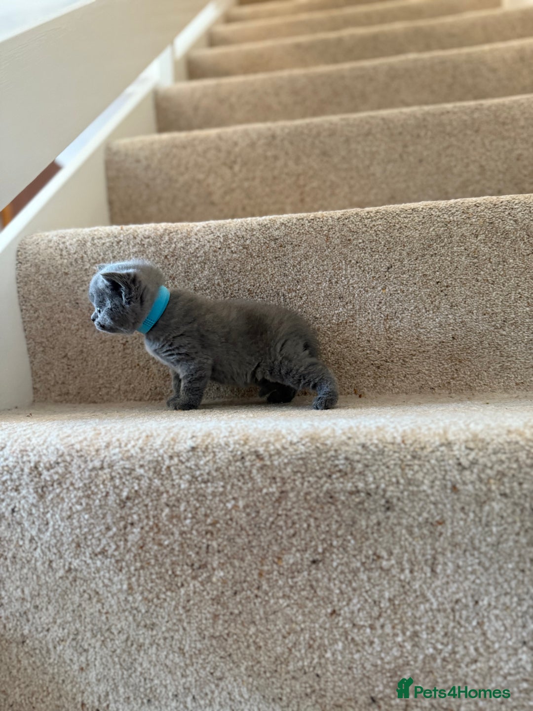 British Shorthair cats for sale: GCCF Bi-colour Blue and white BSH - Image 3