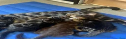 Bengal cats for sale: Bengal kittens - Advert 4