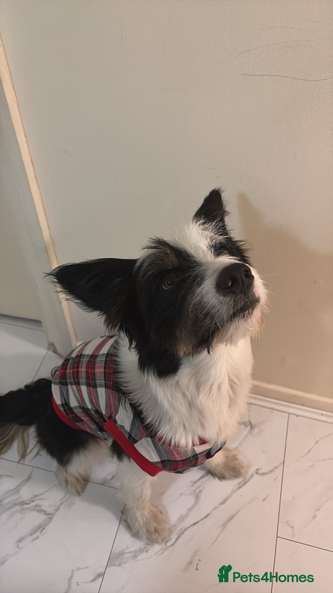 Mixed Breed dogs for stud: Border Collie × Bearded Collie Dog – 1 Year Old - Advert 10