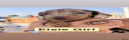 Dachshund dogs for sale: Beautiful Dachshunds  in Gloucester - Advert 36
