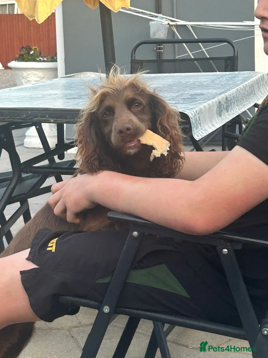 Cocker Spaniel dogs for sale: cocker spaniel puppy’s  - Advert 5