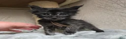 Maine Coon cats for sale: Hand Reared Black Smoke Maine Coon Kittens - Advert 2