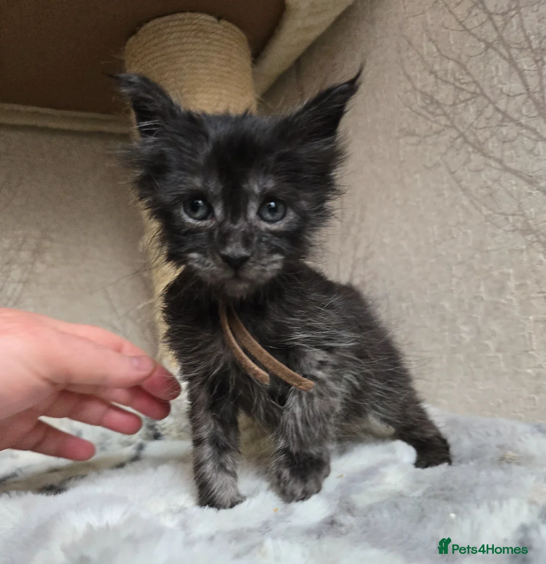 Maine Coon cats for sale: Hand Reared Black Smoke Maine Coon Kittens - Advert 2