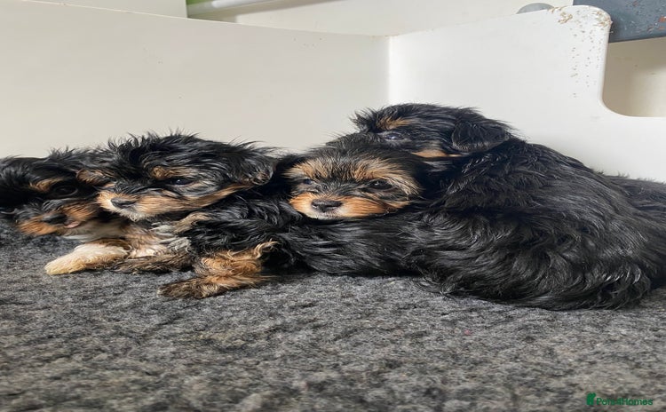 Yorkshire Terrier dogs - Advert 3