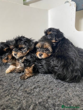 Yorkshire Terrier dogs - Advert 4