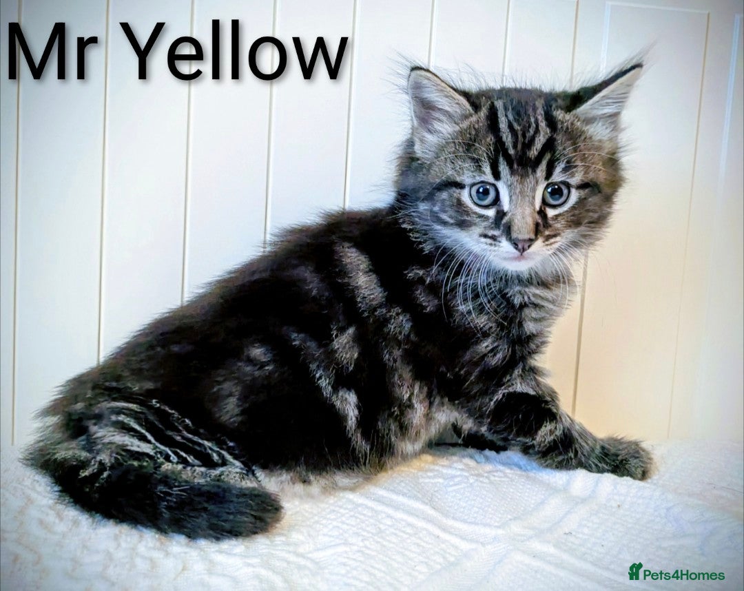 Bengal cats for sale: Beautiful Bengal x Mainecoon moggies - Image 15