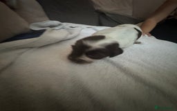 Cocker Spaniel dogs for sale: Cocker spaniel Puppies  - Advert 19