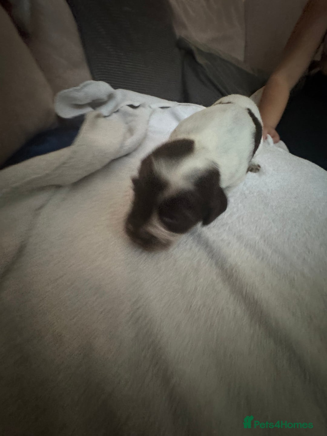 Cocker Spaniel dogs for sale: Cocker spaniel Puppies  - Advert 19