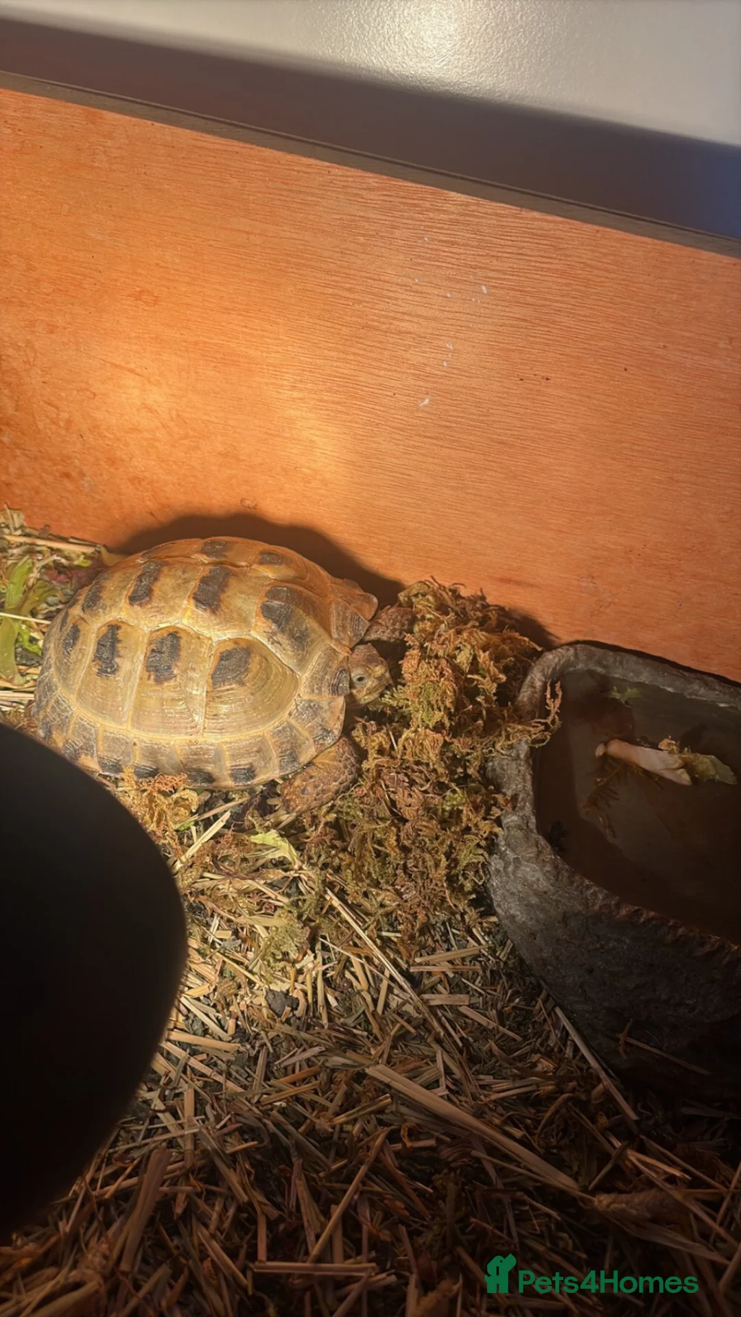Tortoise reptiles for sale: horsefield tortoise  - Advert 3