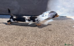 Miniature Dachshund dogs for sale: Outstanding litter of miniature Dachshund Puppies - Image 12