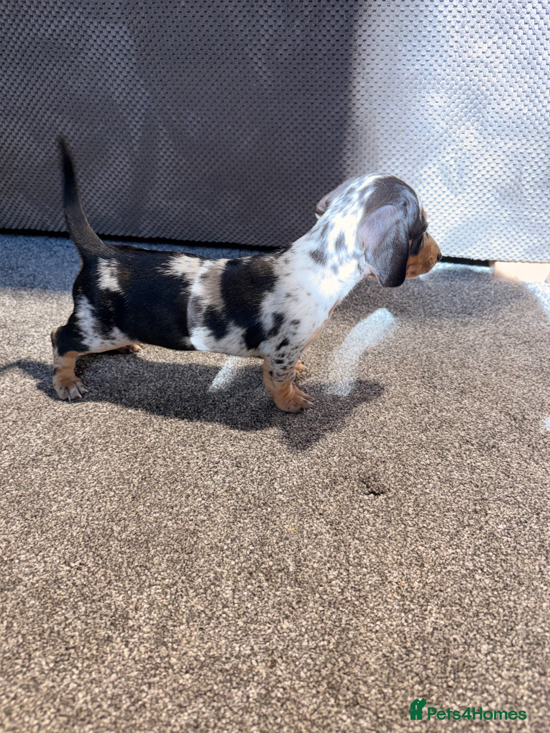 Miniature Dachshund dogs for sale: Outstanding litter of miniature Dachshund Puppies - Image 12