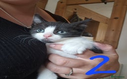 Domestic Shorthair cats for sale: Kittens for sale  - Image 3