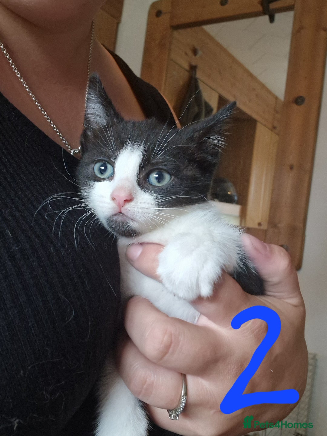 Domestic Shorthair cats for sale: Kittens for sale  - Image 3