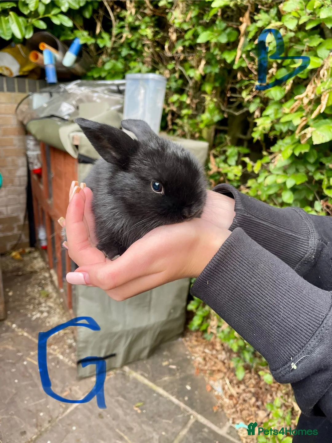 Mini Lop rabbits for sale: Mini Lop Pure Breed - 2 Black Female - Advert 13