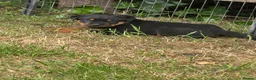 Rottweiler dogs for sale: Rottweiler puppies West Sussex / Surrey border - Advert 5