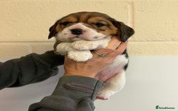 Beagle dogs for sale: Dialynne have puppies available  - Advert 4