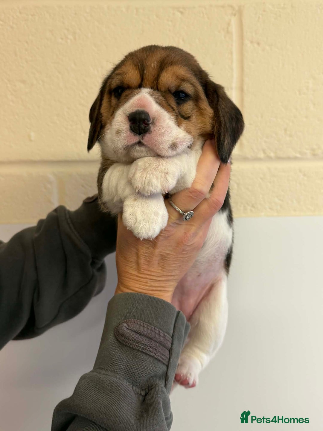 Beagle dogs for sale: Dialynne have puppies available  - Advert 4