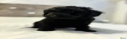 Bordoodle dogs for sale: Miniature Bordoodle Puppies F1BBB in South Shields - Advert 26