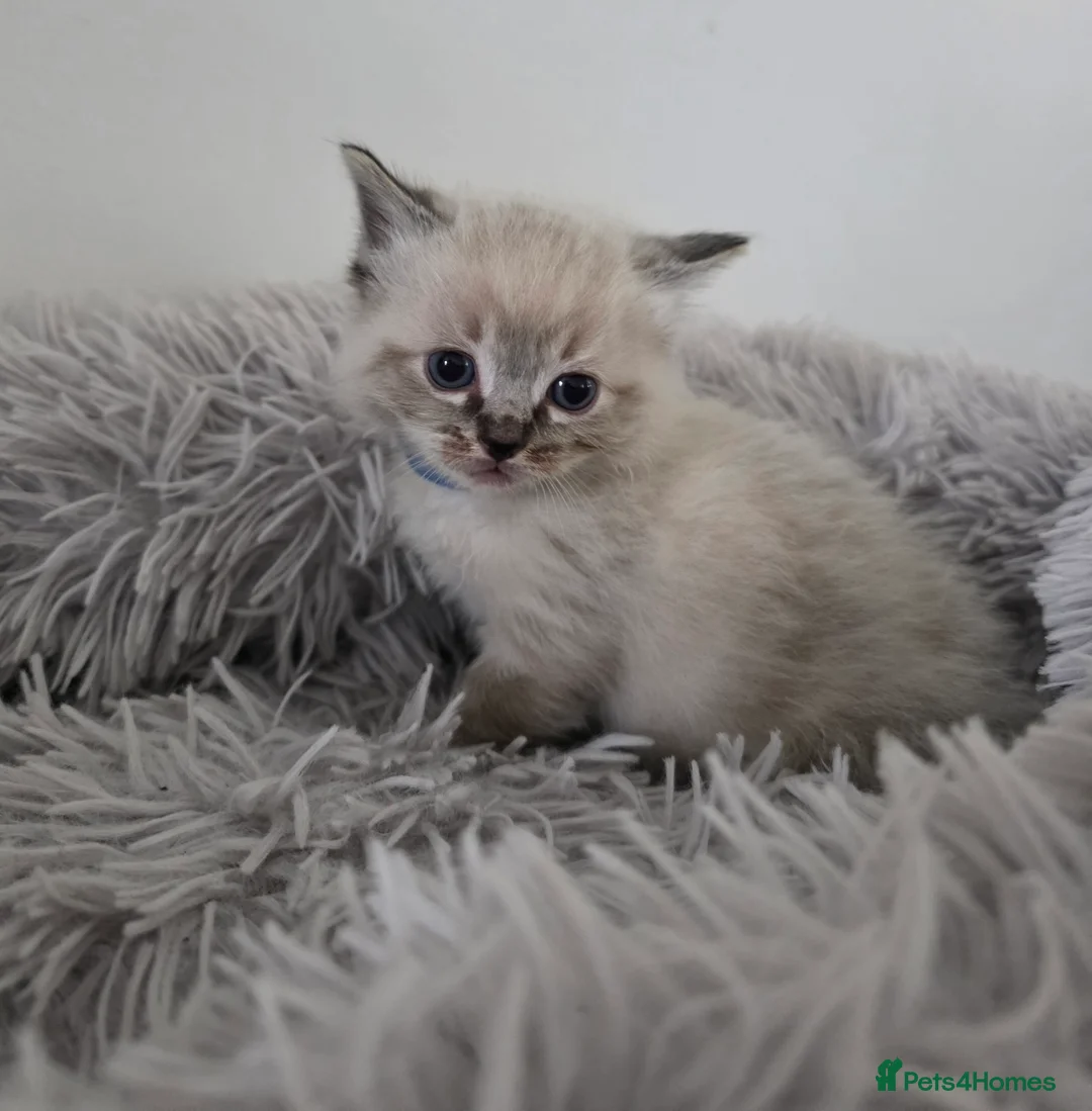 Ragdoll cats for sale: Gorgeous Ragdoll Kittens - Advert 4