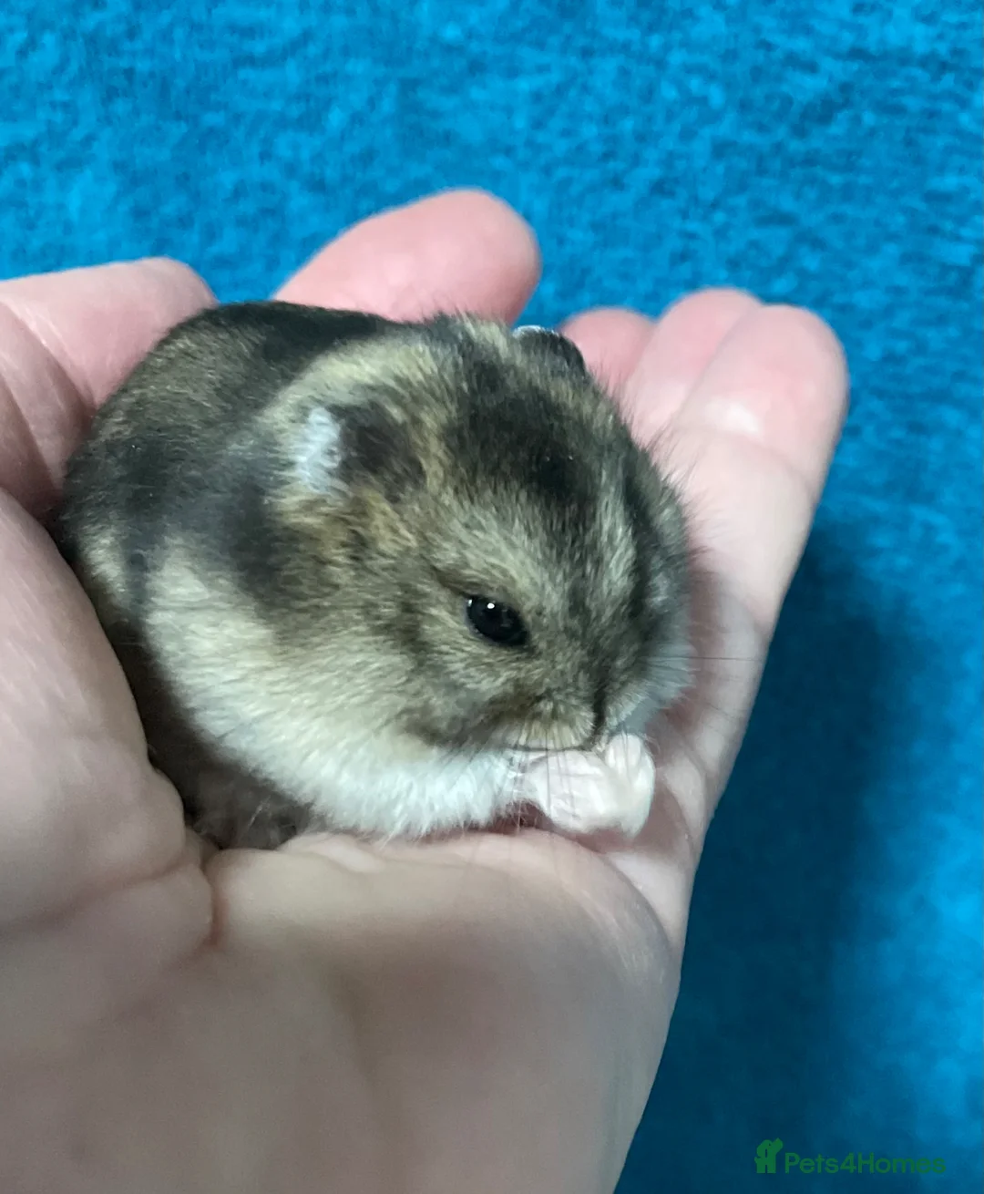Hamster rodents for sale: Baby Winter White Russian hamsters from show stock - Advert 2