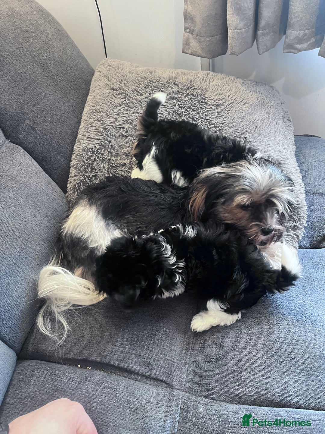 Biewer Terrier dogs for sale: 2 Pure Yorkshire Biewier Terrier READY TO GO - Advert 2