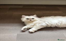 Persian cats for sale: Athena- Persian Chinchilla  - Image 4