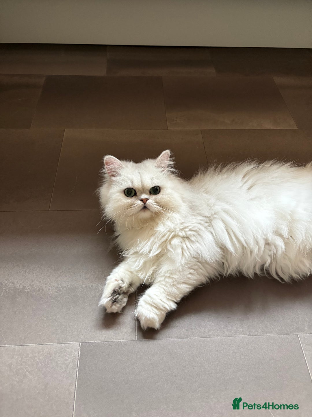Persian cats for sale: Athena- Persian Chinchilla  - Image 4