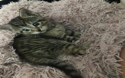Mixed Breed cats for sale: Kittens  - Image 3