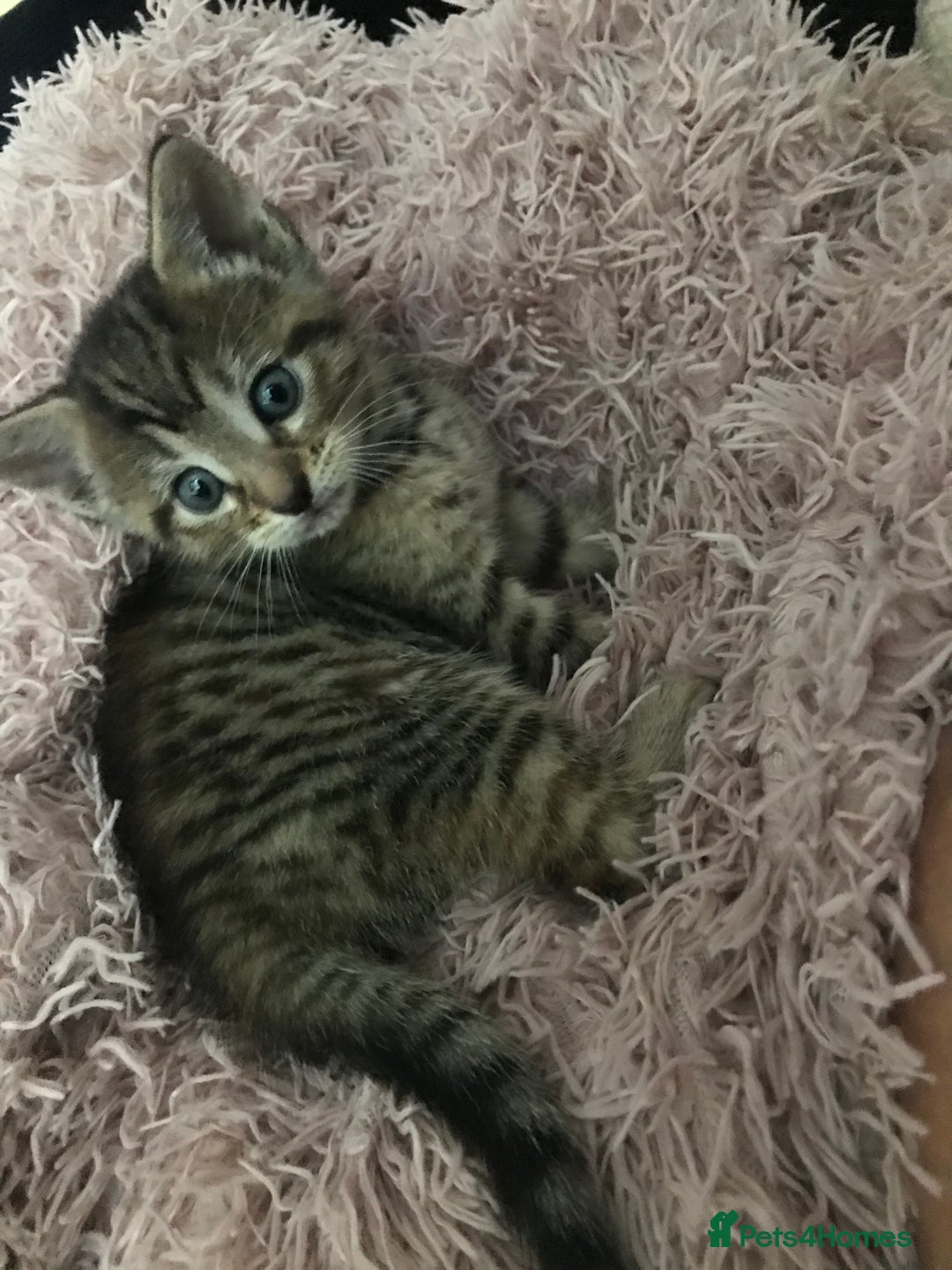 Mixed Breed cats for sale: Kittens  - Image 3