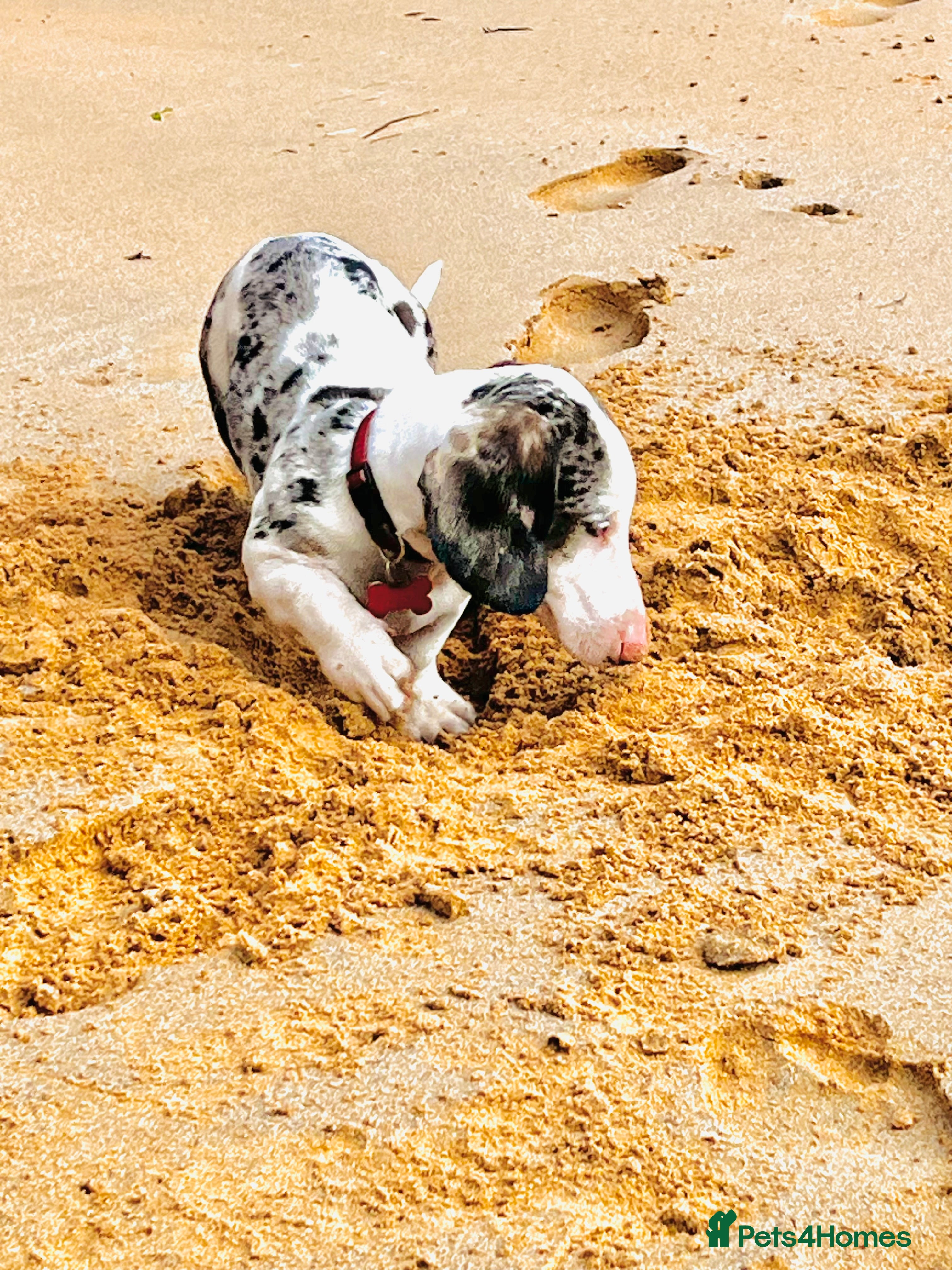 Dachshund dogs Beautiful boy dashound  - Advert 2