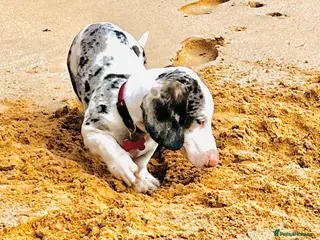 Dachshund dogs Beautiful boy dashound - Advert 2