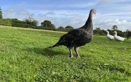 Turkeys poultry for sale: 10 Turkeys looking for new home  - Image 2