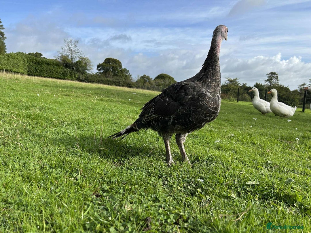 Turkeys poultry for sale: 10 Turkeys looking for new home  - Image 2