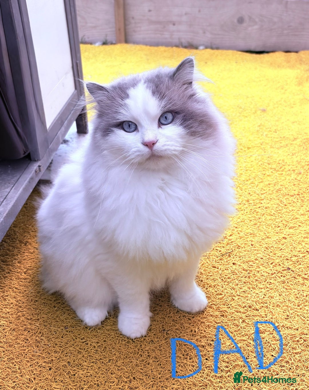 Ragdoll cats for sale: Blue GCCF pedigree Ragdoll kittens - Advert 27